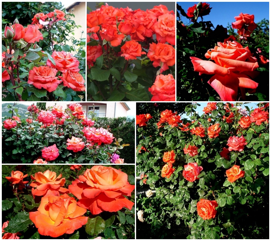 Róża wielkokwiatowa CHRISTOPH COLUMBUS